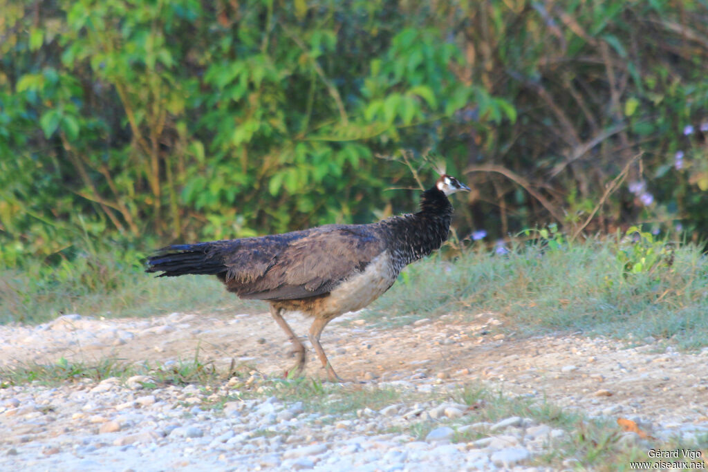 Indian Peafowl female adult