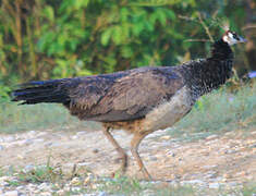 Indian Peafowl