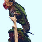 Papegeai maillé