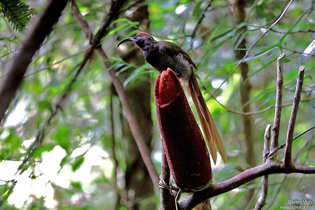 Black Sicklebill female adult