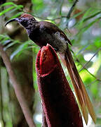 Black Sicklebill