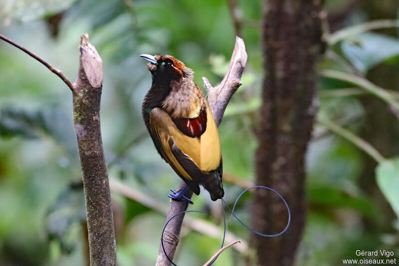 Magnificent Bird-of-paradise male adult breeding