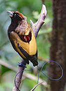 Magnificent Bird-of-paradise