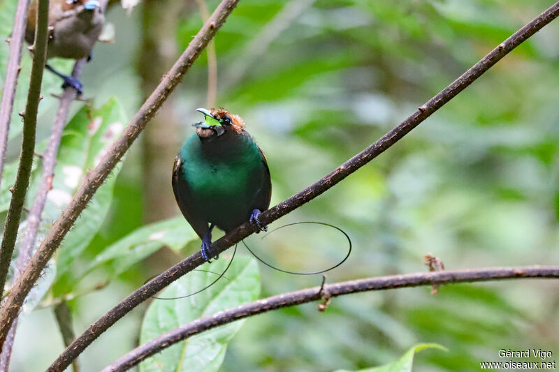 Magnificent Bird-of-paradise male adult, courting display, song