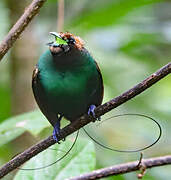 Magnificent Bird-of-paradise