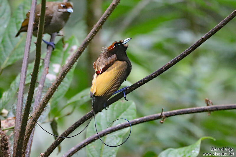Magnificent Bird-of-paradise male adult breeding, courting display