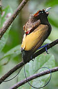 Magnificent Bird-of-paradise