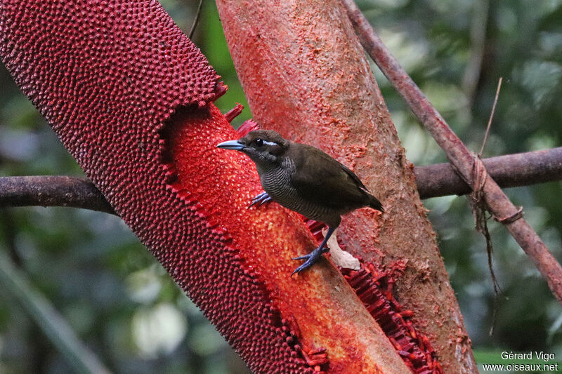 Magnificent Bird-of-paradise female adult, eats