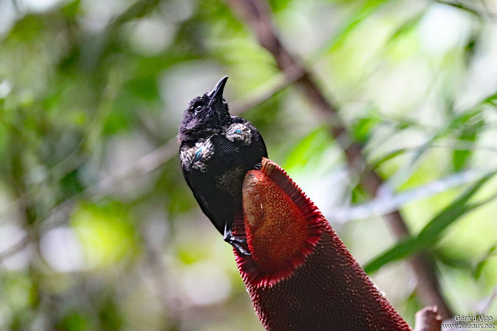 Paradisier niedda mâle immature