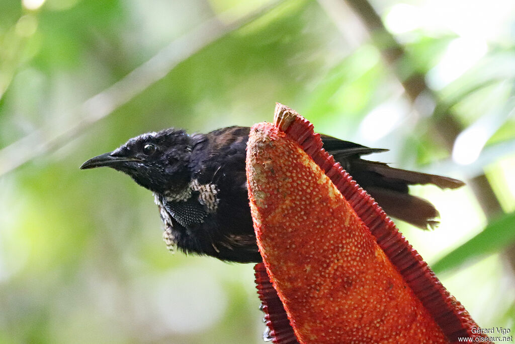 Crescent-caped Lophorina male immature