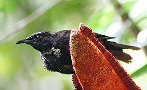 Crescent-caped Lophorina