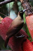 Lesser Bird-of-paradise