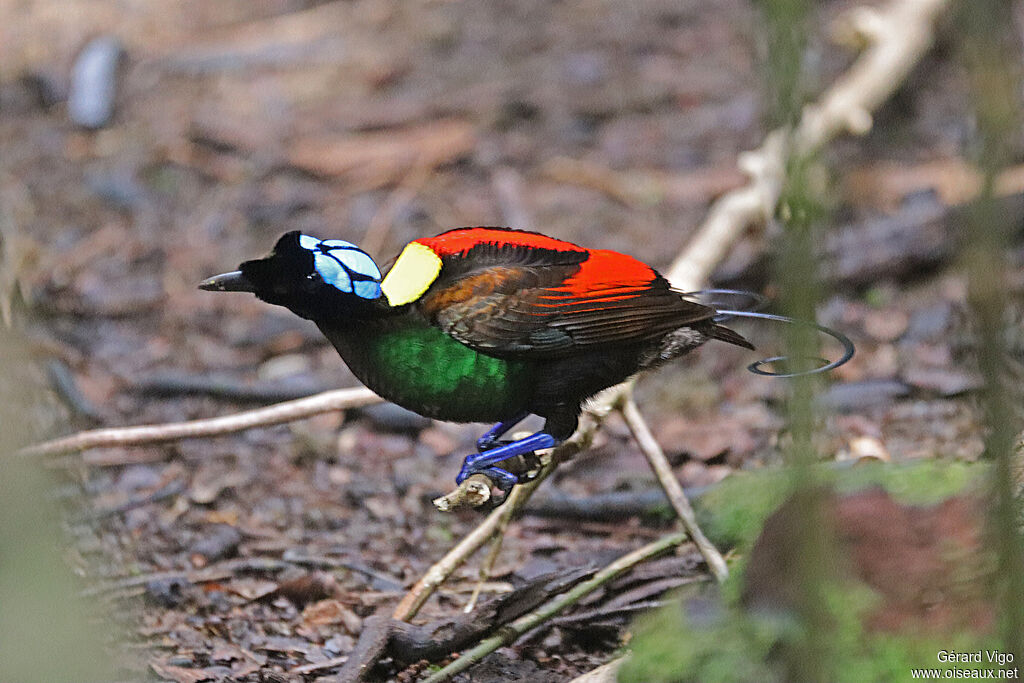 Wilson's Bird-of-paradise male adult