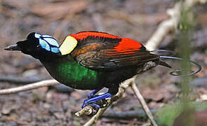 Wilson's Bird-of-paradise