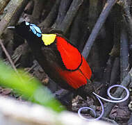 Wilson's Bird-of-paradise