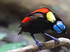 Wilson's Bird-of-paradise