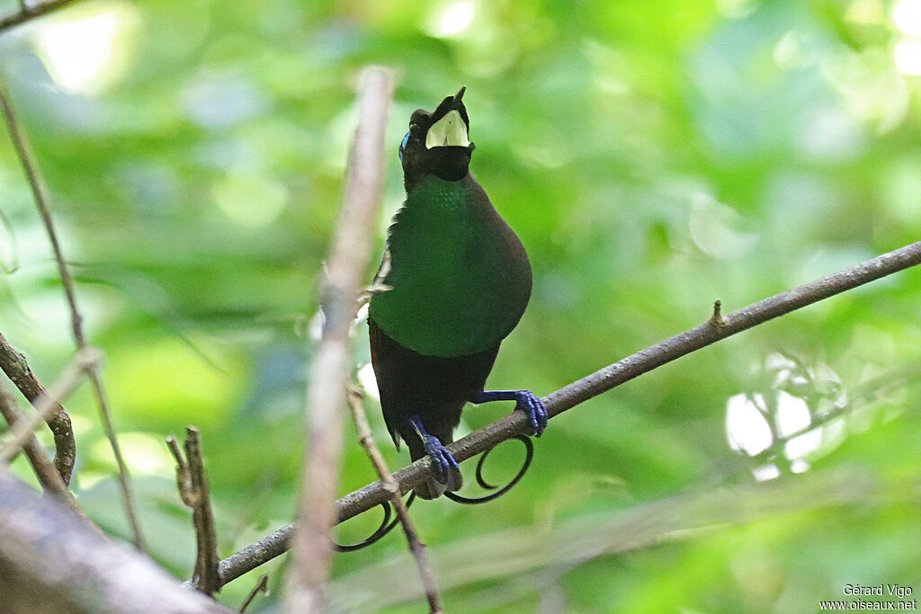 Wilson's Bird-of-paradise male adult, courting display, song