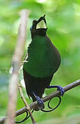 Wilson's Bird-of-paradise