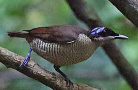 Wilson's Bird-of-paradise