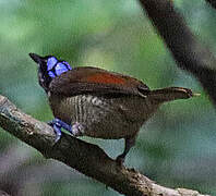 Wilson's Bird-of-paradise