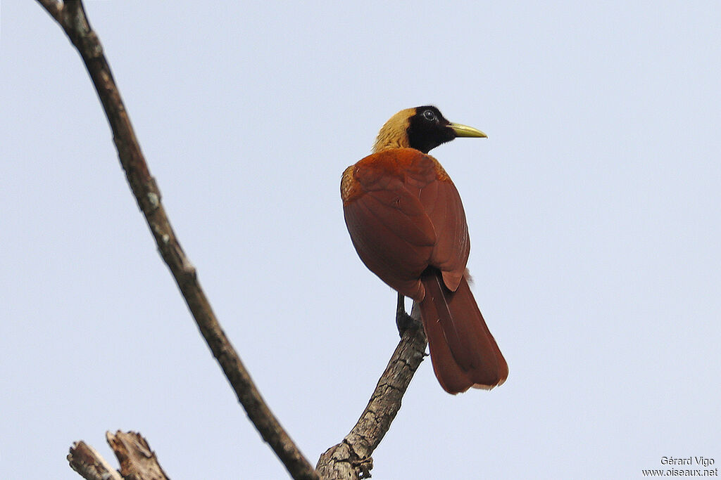 Red Bird-of-paradise female adult