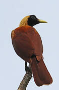 Red Bird-of-paradise