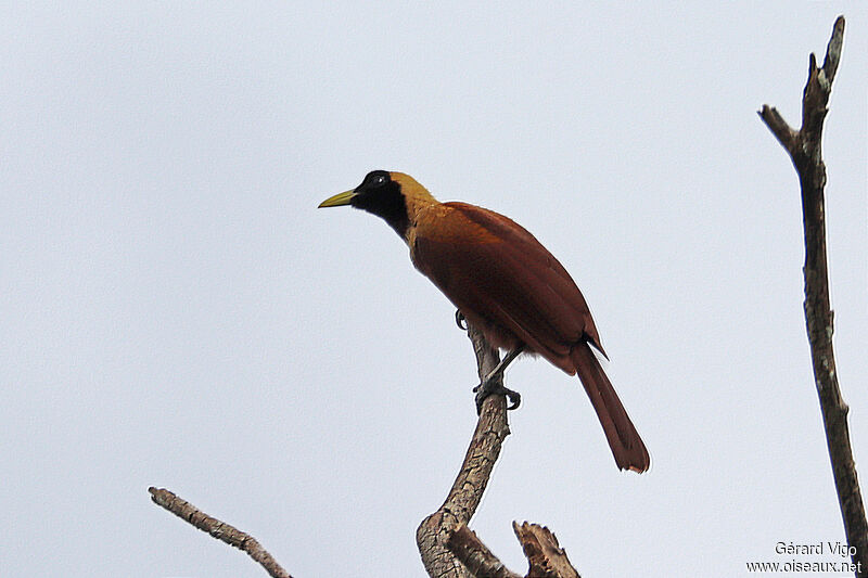 Red Bird-of-paradise female adult