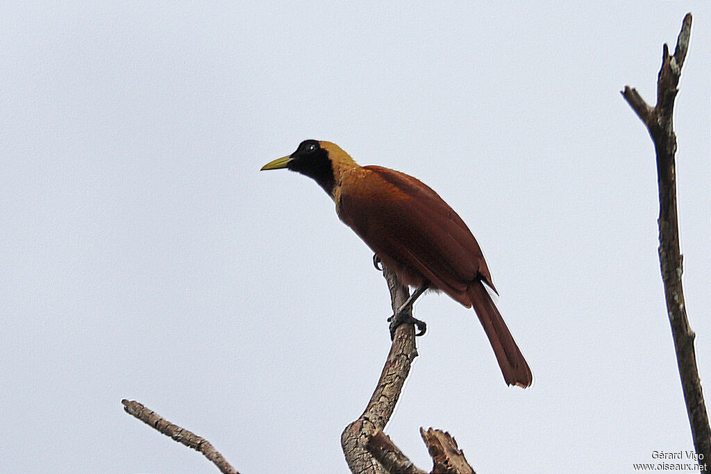 Red Bird-of-paradise female adult