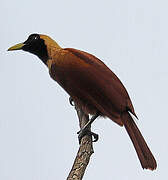 Red Bird-of-paradise