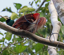 Red Bird-of-paradise