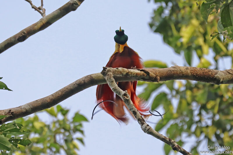 Red Bird-of-paradise male adult, courting display