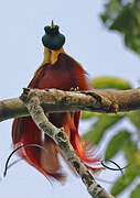 Red Bird-of-paradise