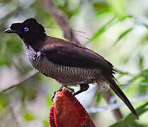 Western Parotia