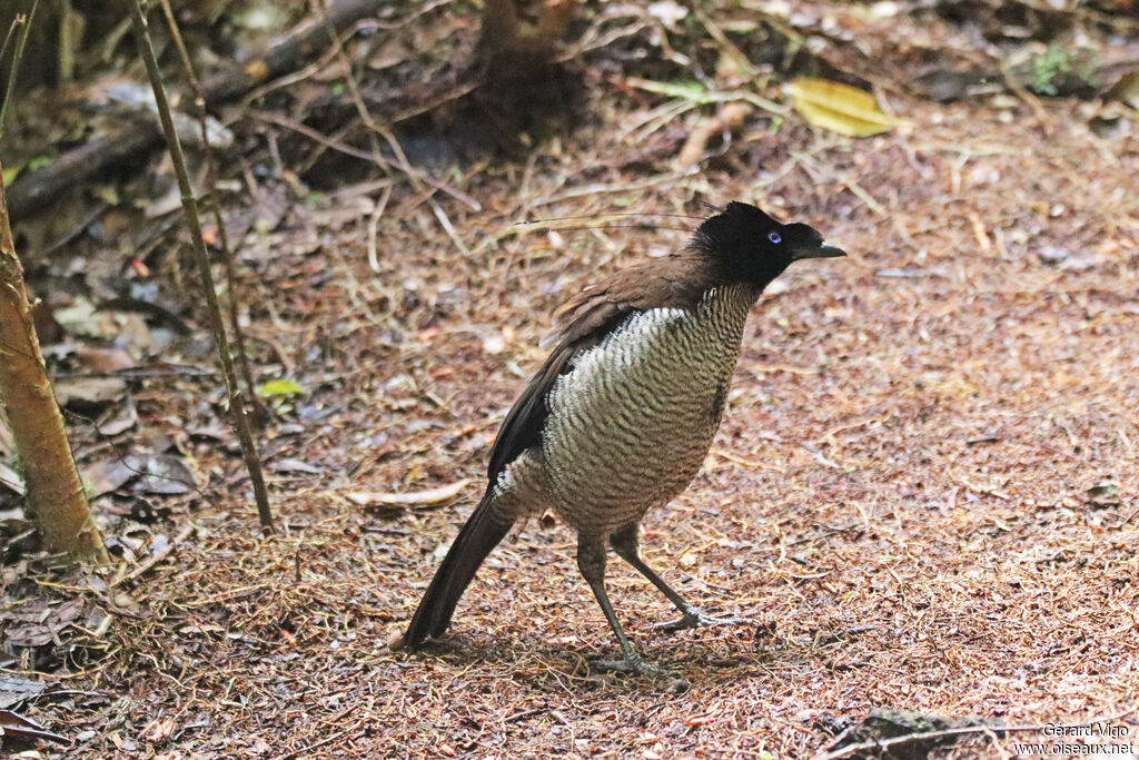 Western Parotia male adult