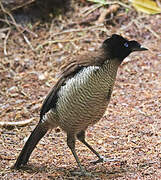 Western Parotia