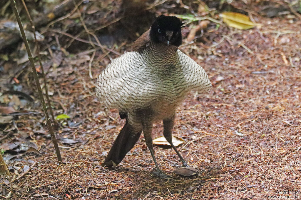 Western Parotia male immature