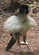 Western Parotia