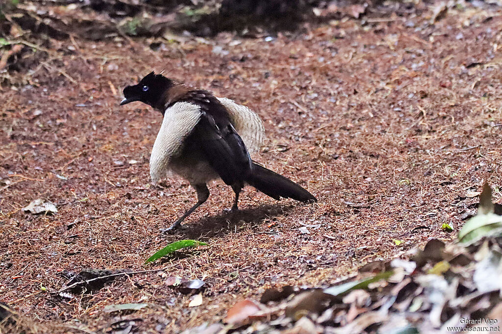 Western Parotia male immature