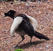 Western Parotia