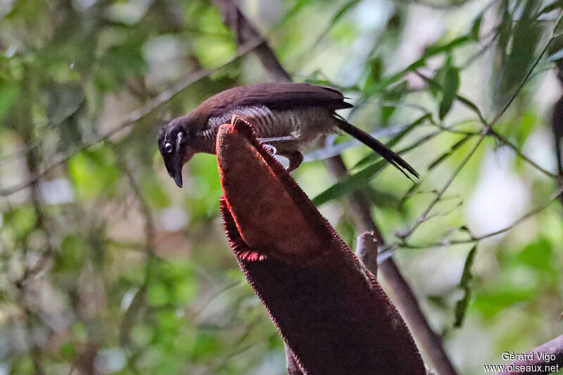 Western Parotia female adult, eats
