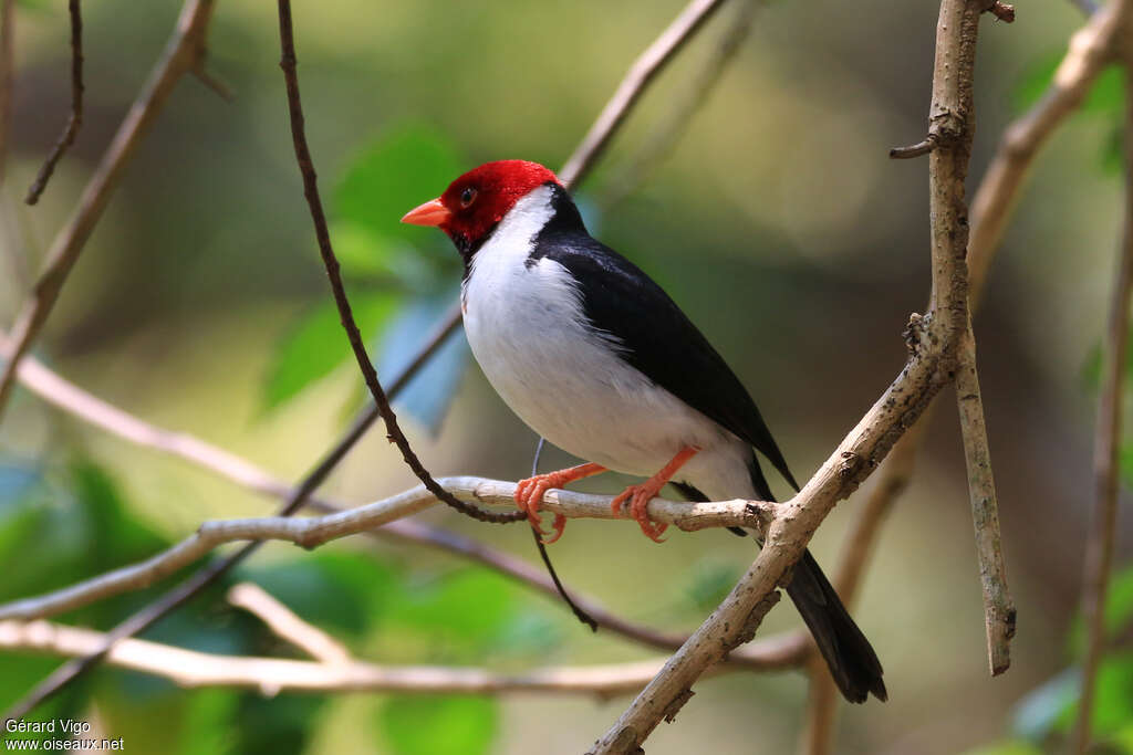 Yellow-billed Cardinaladult