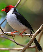 Yellow-billed Cardinal