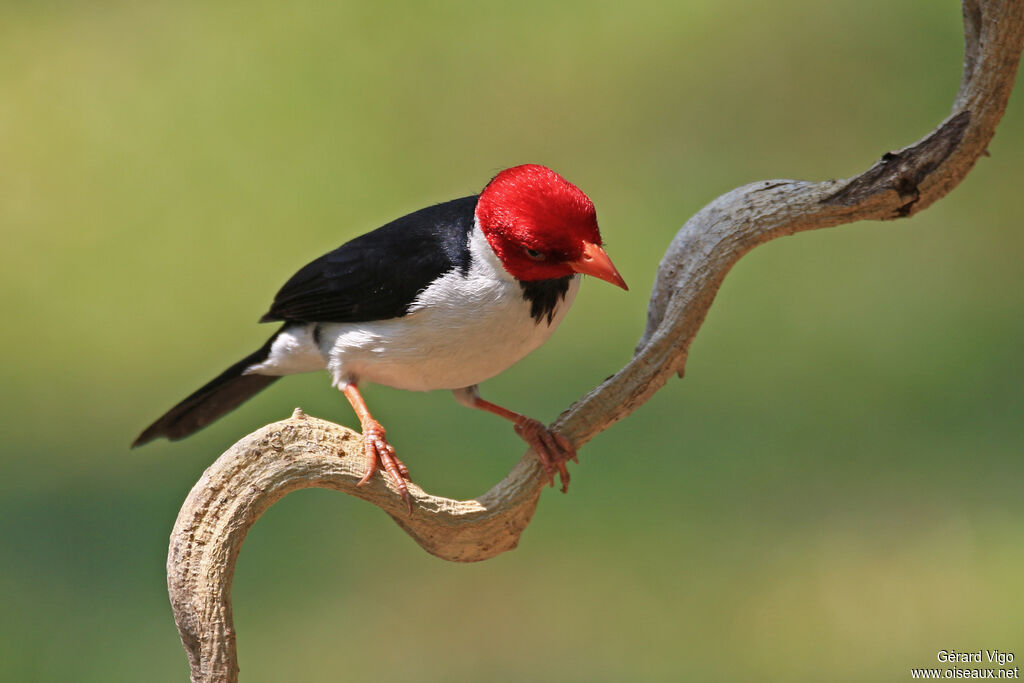 Yellow-billed Cardinaladult