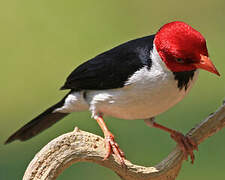 Yellow-billed Cardinal