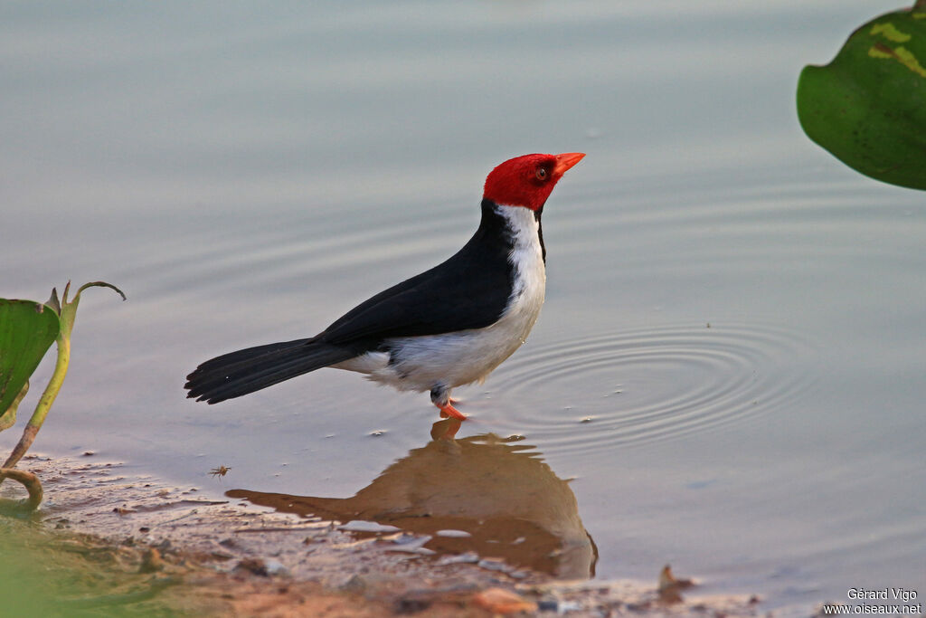 Yellow-billed Cardinaladult