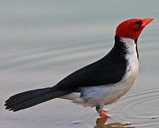 Yellow-billed Cardinal