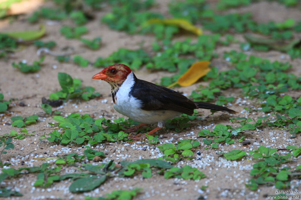 Yellow-billed Cardinalimmature