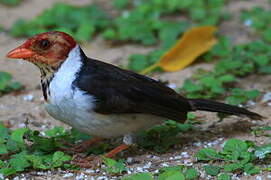 Yellow-billed Cardinal