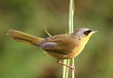 Paruline à calotte grise