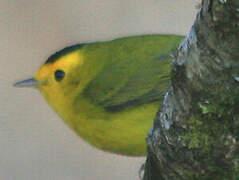 Wilson's Warbler